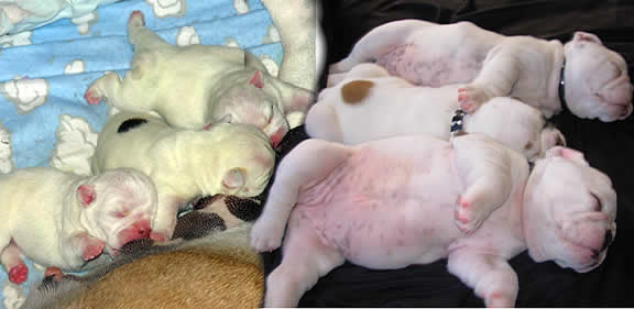 English bulldog puppies for sale